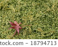 Autumn leaves 18794713