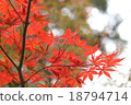 Autumn leaves 18794714