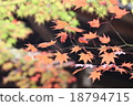 Autumn leaves 18794715