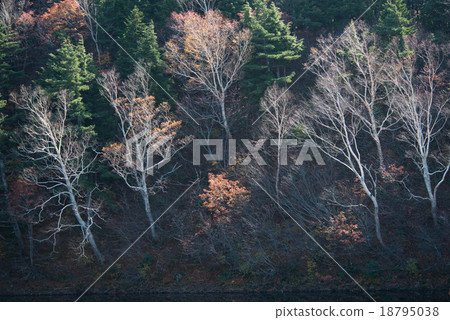 Okanuma湖岸在下午接受斜光 18795038
