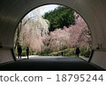 離開隧道時櫻花 18795244