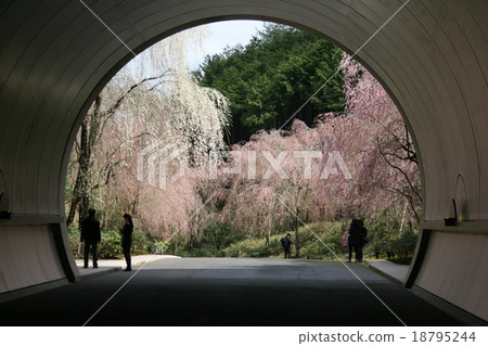 Cherry blossoms when leaving the tunnel 18795244