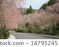 排櫻桃樹 18795245