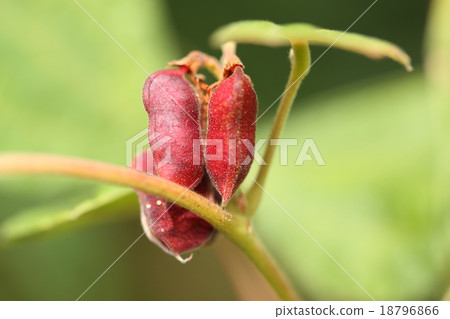 天然植物Tankiri豆,當紅色鞘破裂時,你會看到裡面有兩顆閃亮的黑豆 天然植物Tankiri豆,當紅色鞘破裂時,你會看到裡面有兩顆閃亮的黑豆 18796866
