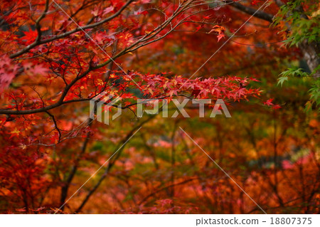 Autumn leaves 18807375
