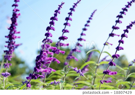 Mexican sage shining in the blue sky 18807429