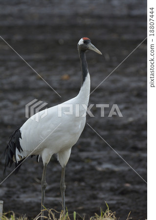 Cranberries 18807444