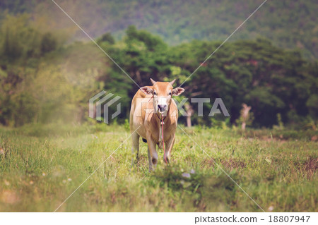 Cows on a meadow 18807947