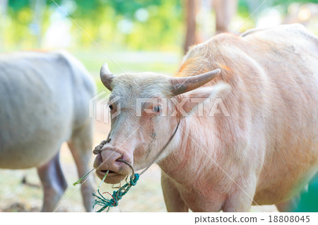 White Buffalo or Albino buffalo in farm White Buffalo or Albino buffalo in farm 18808045