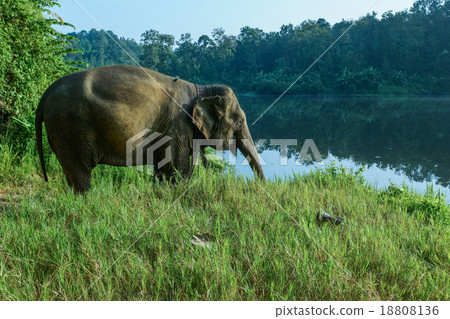 Elephant Elephant 18808136