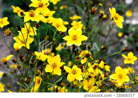 Winter Cosmos 18808357