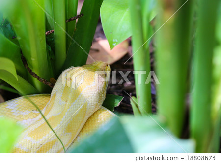 Golden Boa 18808673