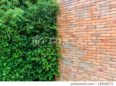 tree wall and brick wall 18808675