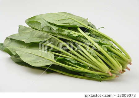 Spinach Spinach 18809078