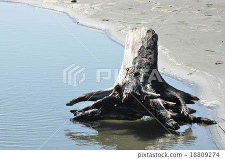 Driftwood Driftwood 18809274
