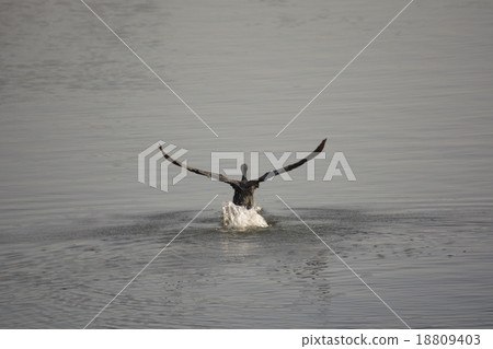 Cormorant watershed 18809403