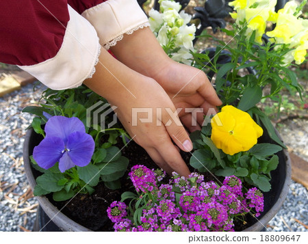 Replant planter 18809647