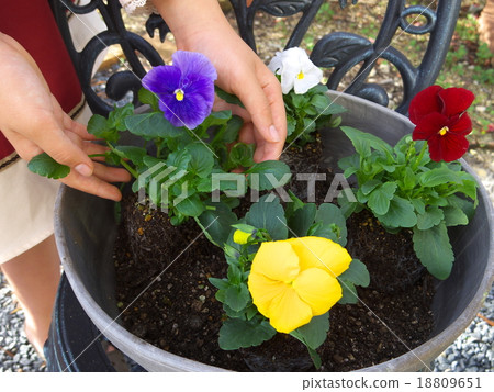 Replant planter Replant planter 18809651