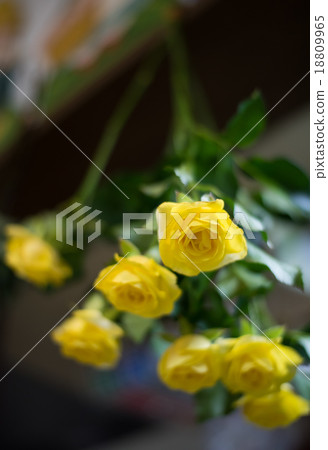 Yellow spray rose to dry flower Yellow spray rose to dry flower 18809965