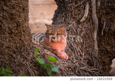 Pink cat in Marrakesh Pink cat in Marrakesh 18810369