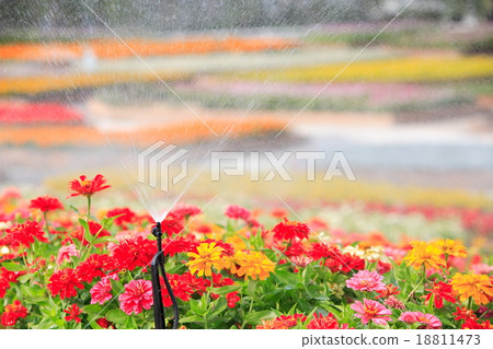 sprinkler head watering the flower sprinkler head watering the flower 18811473