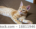 A kitten 18811946