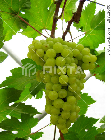 grapes grapes 18812000