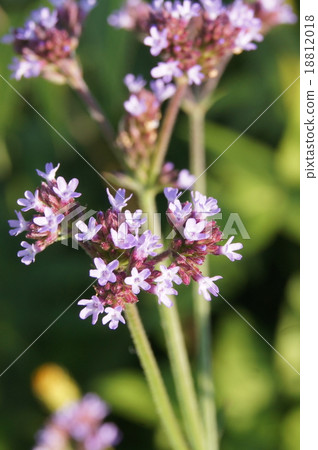 三叉巴戟 三叉巴戟 18812018