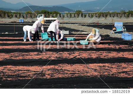 Sakurabi drying work, multiple women 18812019