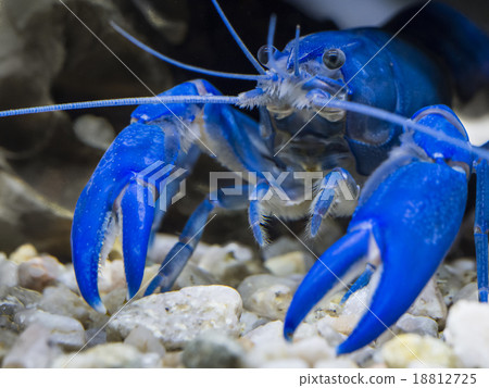Australian blue pearl crayfish in tank 18812725