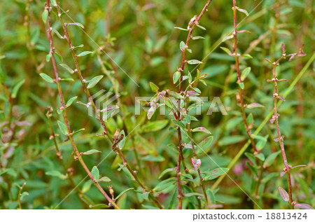 Plants: Miso Hagi Miso Hagi Department Plants: Miso Hagi Miso Hagi Department 18813424