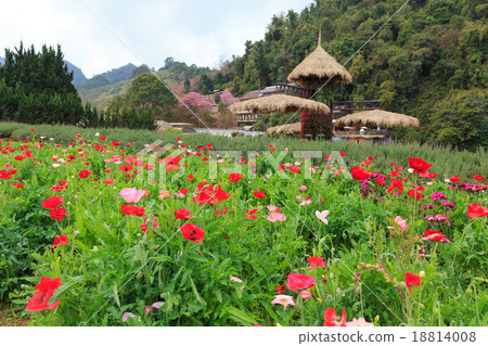 garden 18814008