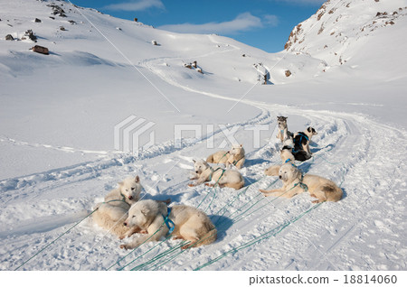 Greenland sled dog 18814060