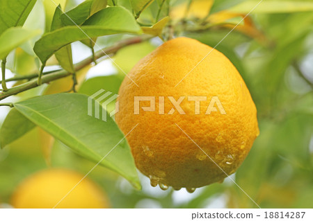 Summertime orange Summertime orange 18814287