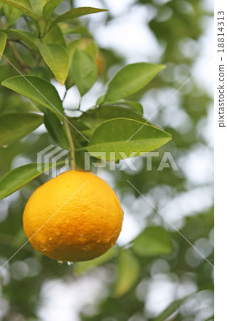 夏季橙色 18814313