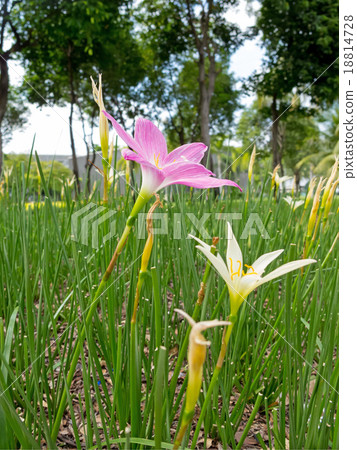 zephyranthes 18814728