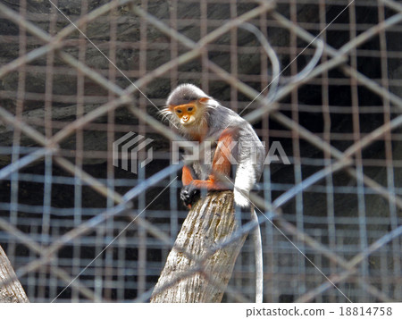 Red-shanked douc 18814758