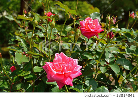 Trees: Roses · Princesses Chichibu Rosaceae Trees: Roses · Princesses Chichibu Rosaceae 18814841