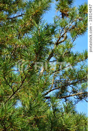 Tree: Kuyamaki kuyamaki family Tree: Kuyamaki kuyamaki family 18814847