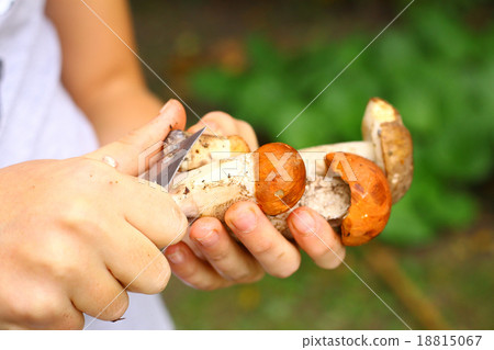 hands with red cap mushrooms and knife 18815067