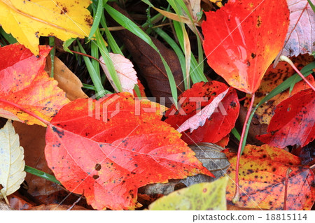 Late autumn image Late autumn image 18815114