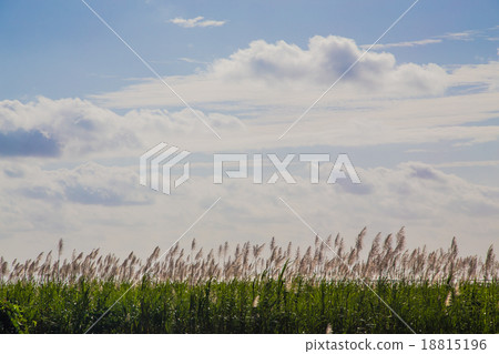 Ear of sugarcane 18815196