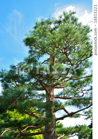 Tree: Pinus densiflora Tree: Pinus densiflora 18815221