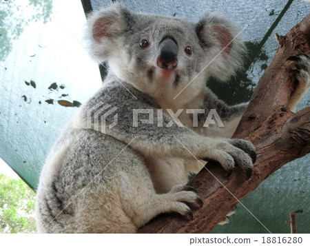 Koala healing 18816280