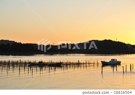 黎明時分收穫牡蠣 18816504