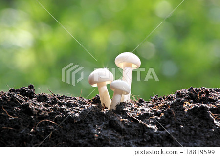 White mushrooms in the backyard with the reflection. White mushrooms in the backyard with the reflection. 18819599
