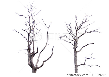 Dead tree on white background. Dead tree on white background. 18819706