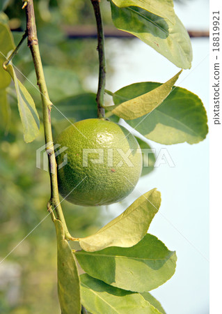 Green lemon on tree. 18819921