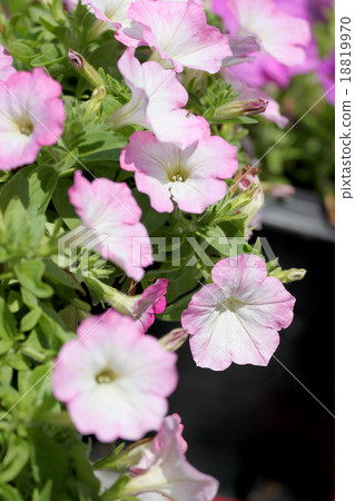 Light Pink Petunia. 18819970