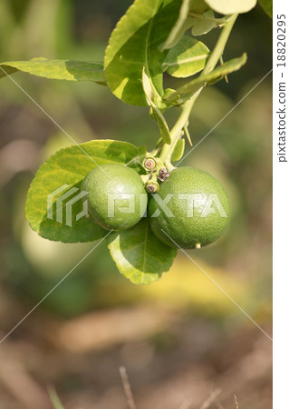 Green lemon on tree. Green lemon on tree. 18820295